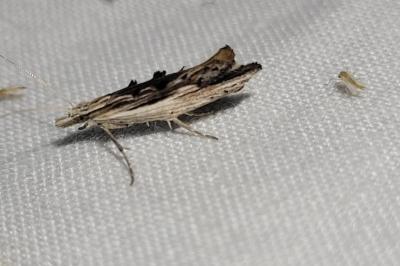 Ypsolopha scabrella