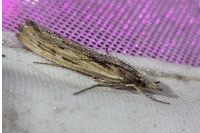 Pediasia fascelinella