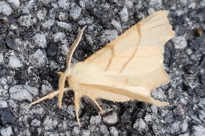 Ennomos erosaria