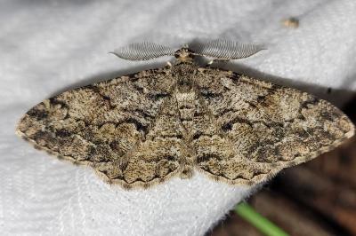 Peribatodes secundaria