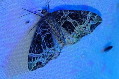 Ecliptopera silaceata