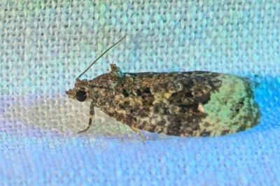 Apotomis capreana