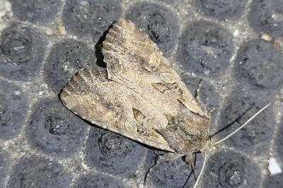 Lacanobia suasa
