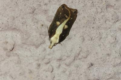 Acleris cristana