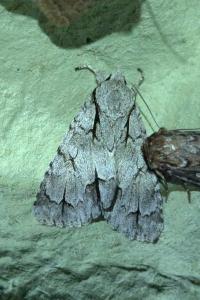 Acronicta