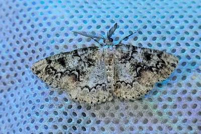 Cleorodes lichenaria