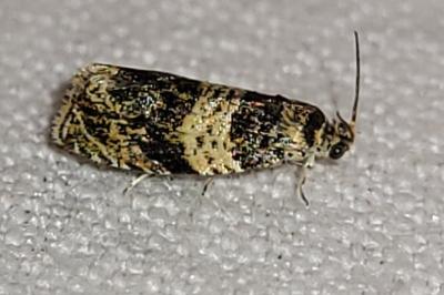 Celypha aurofasciana