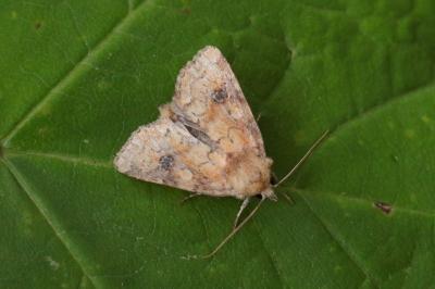 Atypha pulmonaris