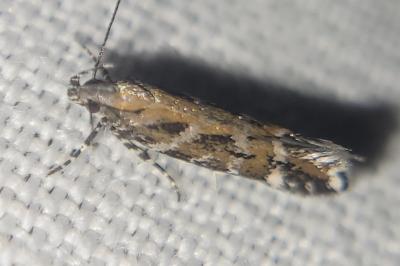 Aristotelia ericinella
