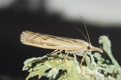 Pediasia fascelinella