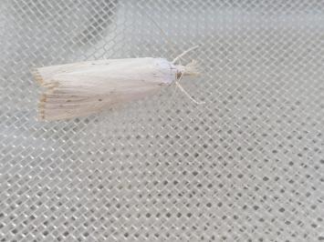 Calamotropha paludella