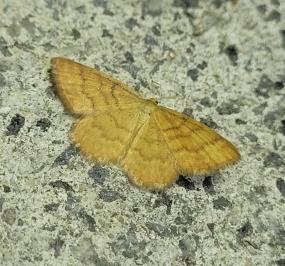 Idaea serpentata
