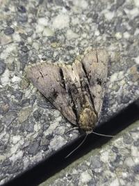 Acronicta alni