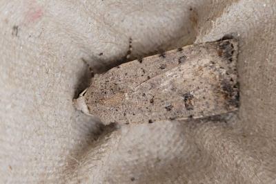 Caradrina clavipalpis