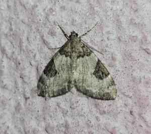 Thera vetustata