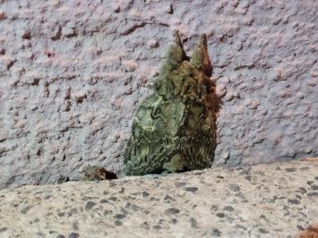 Peridea anceps