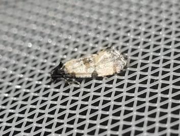 Cochylis atricapitana