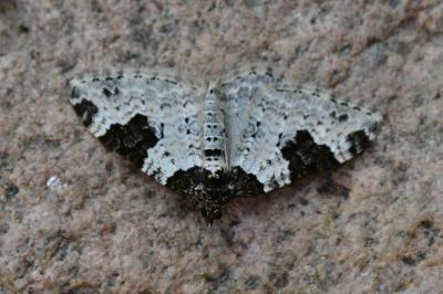 Xanthorhoe fluctuata