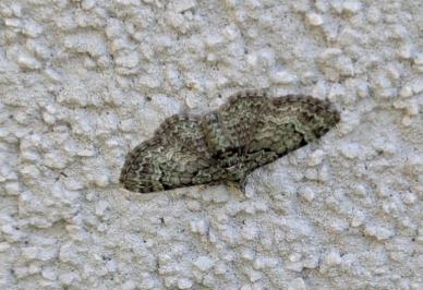 Pasiphila rectangulata
