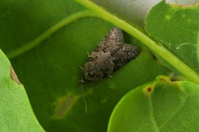 <i>Cnephasia</i>