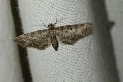Eupithecia subfuscata