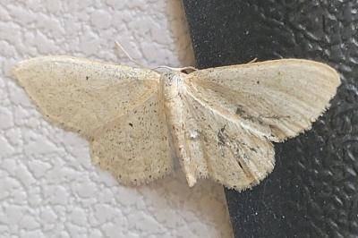 Idaea sylvestraria