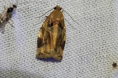 Archips xylosteana