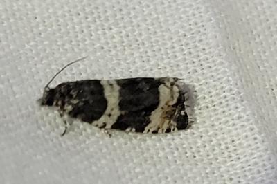 Argyroploce bipunctana