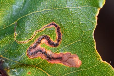 <i>Stigmella ruficapitella</i>