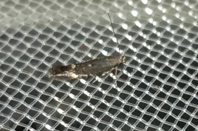 <i>Aproaerema</i>