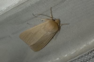 <i>Mythimna pallens</i>