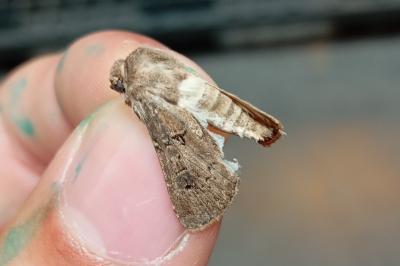 <i>Agrotis bigramma</i>