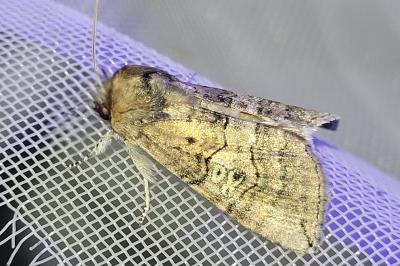 <i>Tethea ocularis</i>
