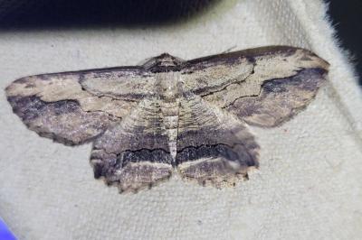 <i>Menophra abruptaria</i>