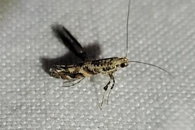 <i>Gracillaria syringella</i>