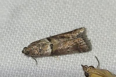 <i>Acrobasis consociella</i>