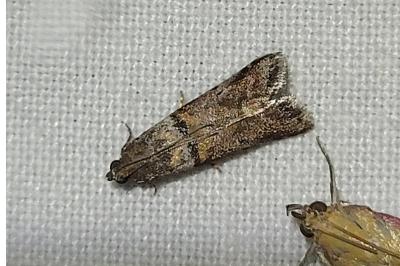 <i>Acrobasis consociella</i>