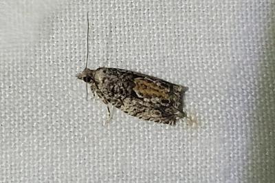 <i>Epinotia nisella</i>