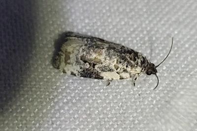 <i>Apotomis lineana</i>