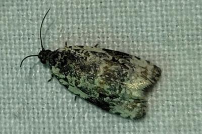 <i>Apotomis lineana</i>