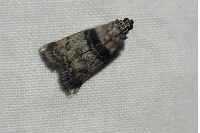 <i>Sciota rhenella</i>