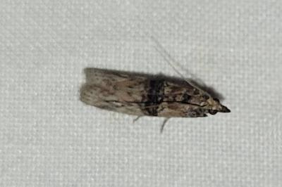 <i>Nephopterix angustella</i>