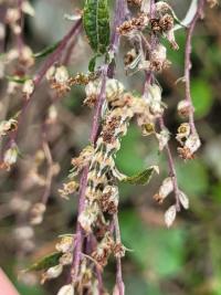 Cucullia absinthii