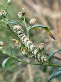 Cucullia absinthii