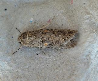 Spodoptera exigua