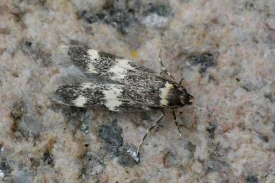 <i>Oegoconia</i>