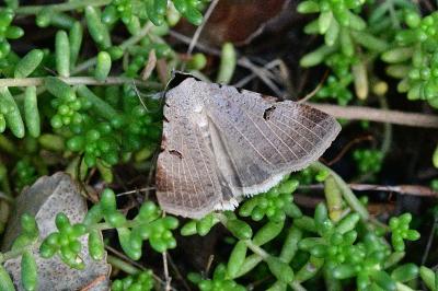 <i>Lygephila craccae</i>