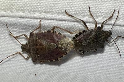 Halyomorpha halys