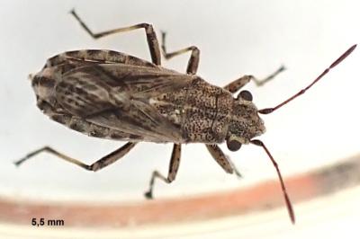 Ortholomus punctipennis