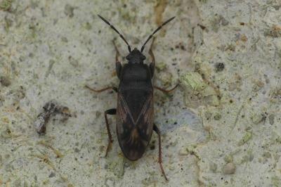 Megalonotus emarginatus
